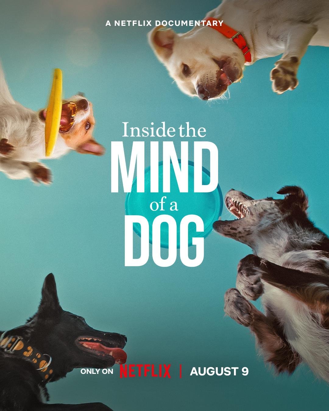 Inside-the-Mind-of-a-Dog